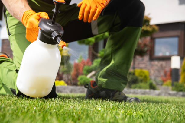 Best Wasp Removal Services  in Plains, TX